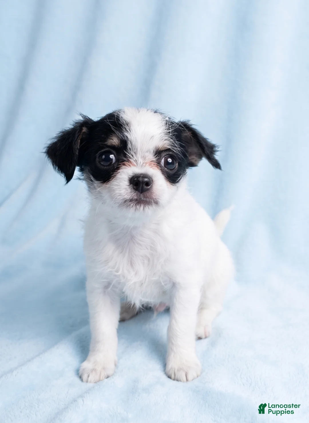 Mixed Breed dogs for sale: Tucker - Ad 2
