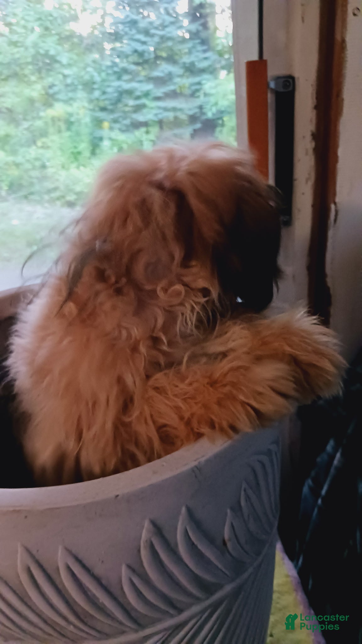 Shih Tzu dogs Shih Tzu 3 - Ad 2