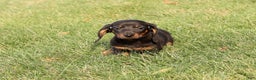 Miniature Dachshund dogs for sale: Phillip - Ad 7