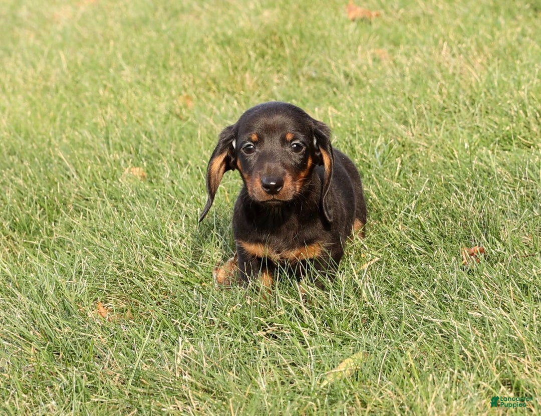 Miniature Dachshund dogs for sale: Phillip - Ad 7