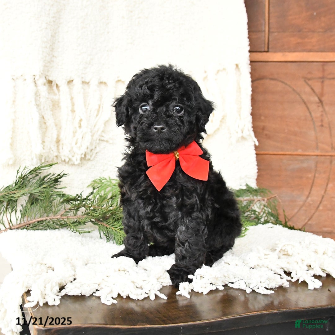 Toy Poodle dogs for sale: Blackie - Ad 2
