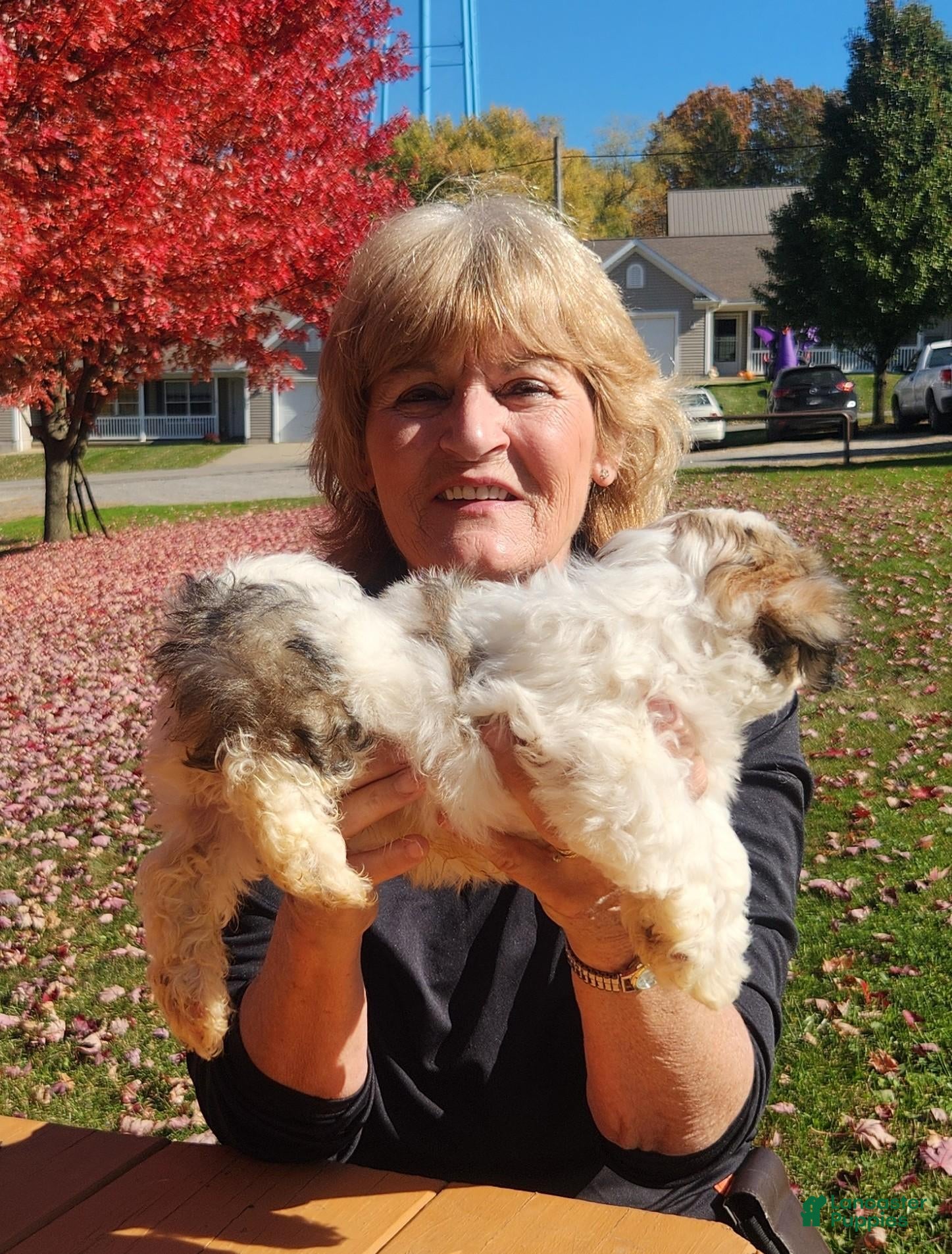 Havanese dogs for sale: Max - Ad 2