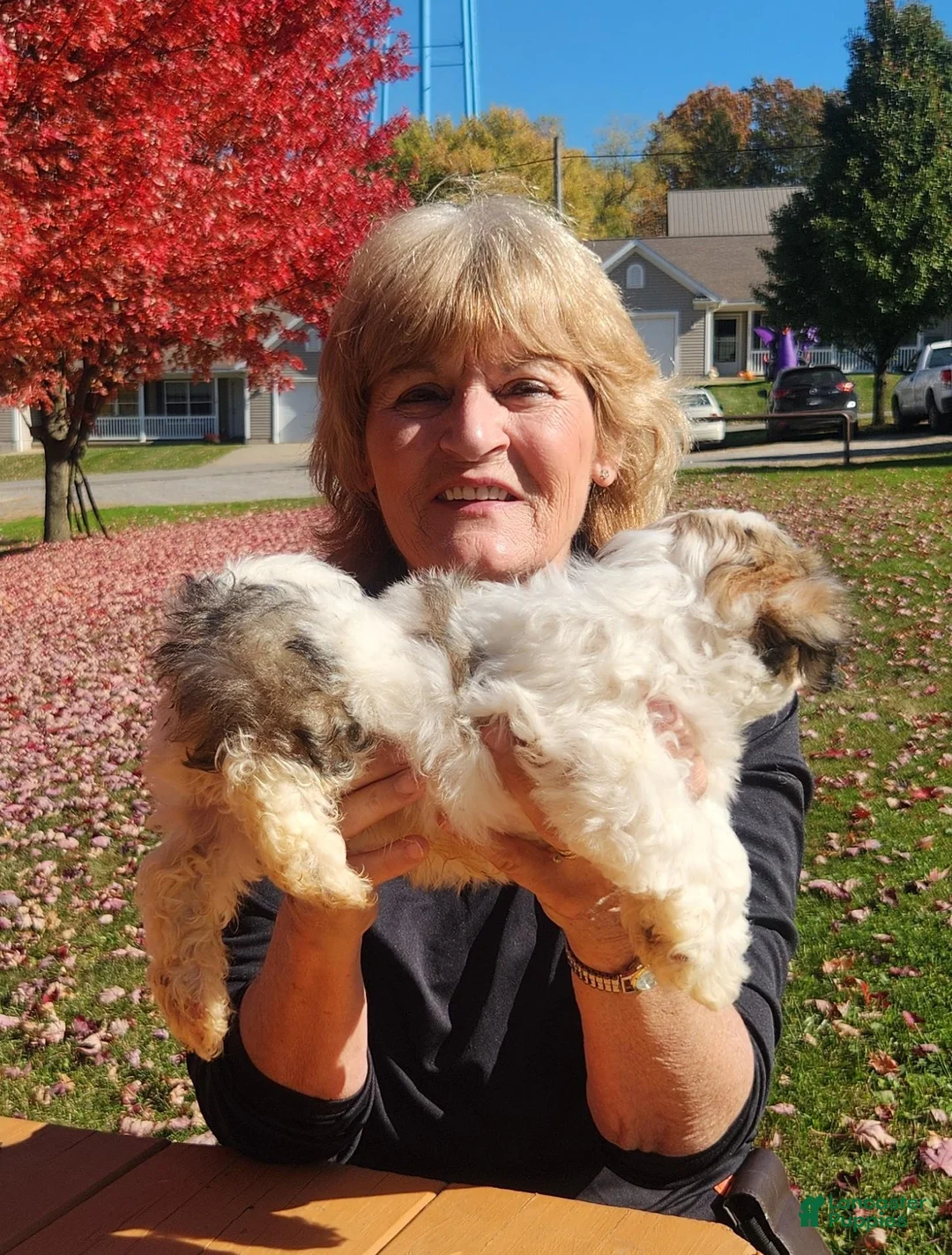 Havanese dogs for sale: Max - Ad 2