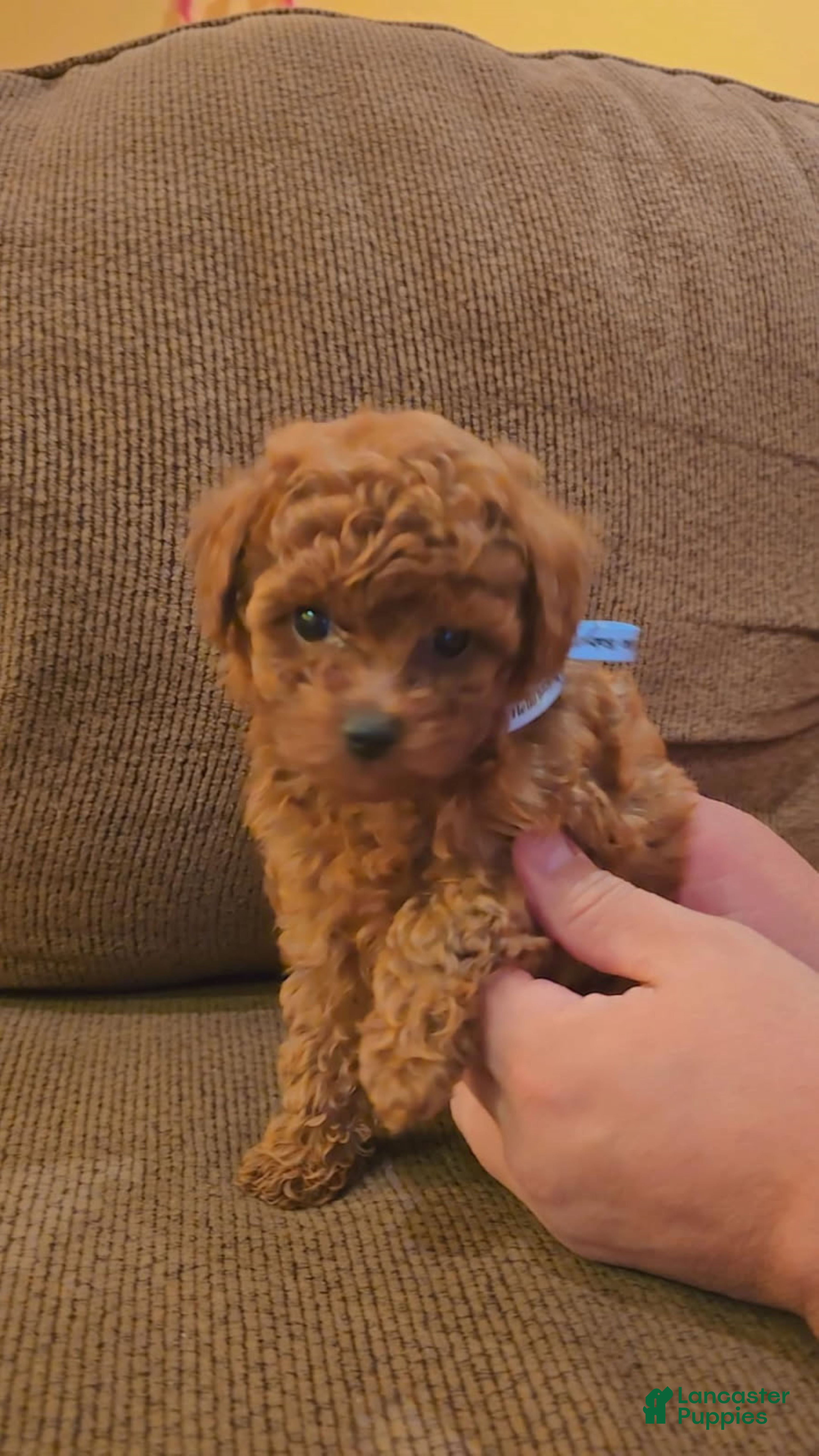 Toy Poodle dogs Toy Poodle Puppy 1 - Ad 7