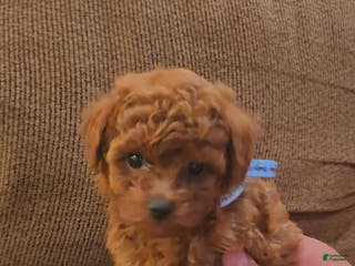 Toy Poodle dogs Toy Poodle Puppy 1 - Ad 36
