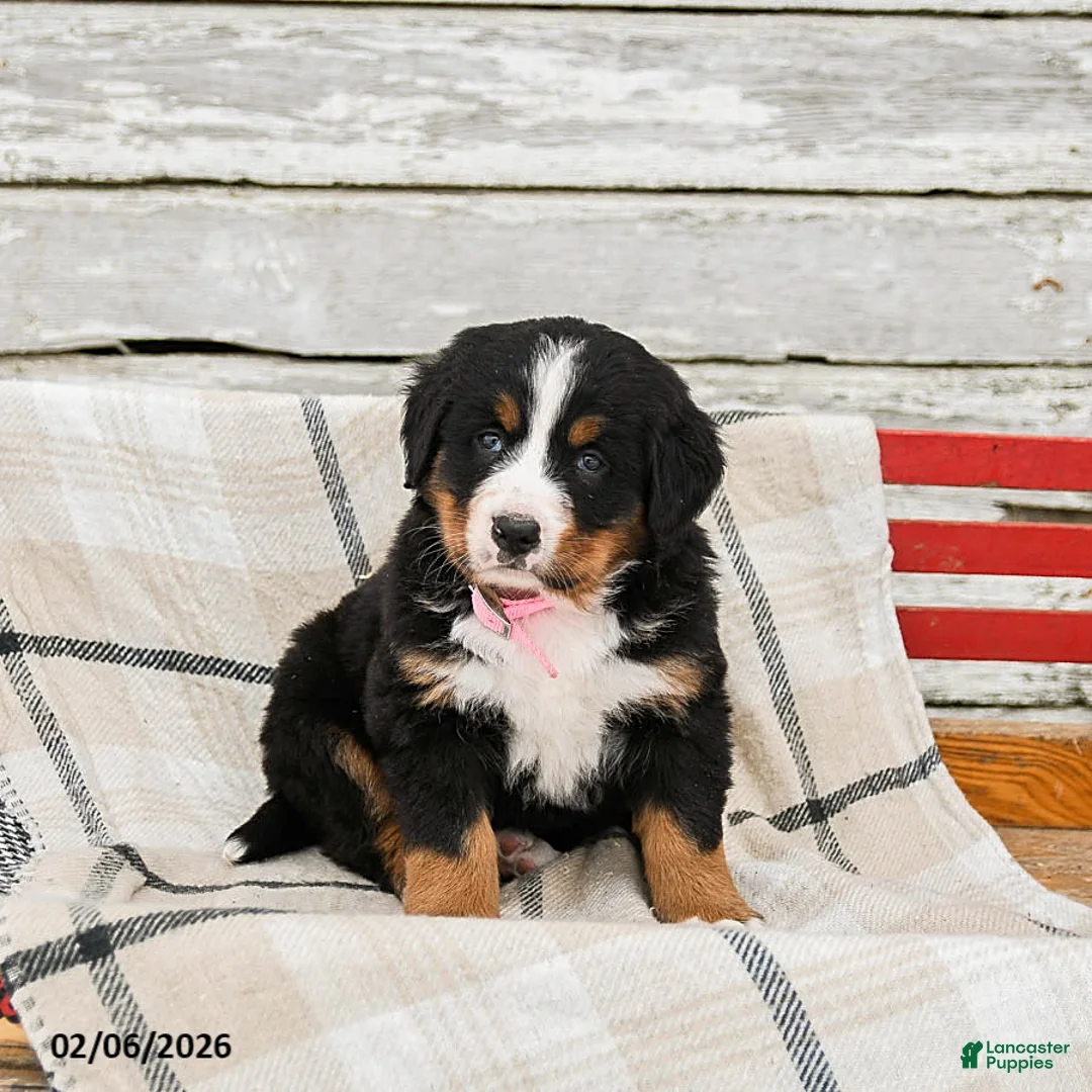 Bernese Mountain Dog dogs for sale: Millie - Ad 2