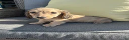 Miniature Dachshund dogs for sale: Joey - Ad 4