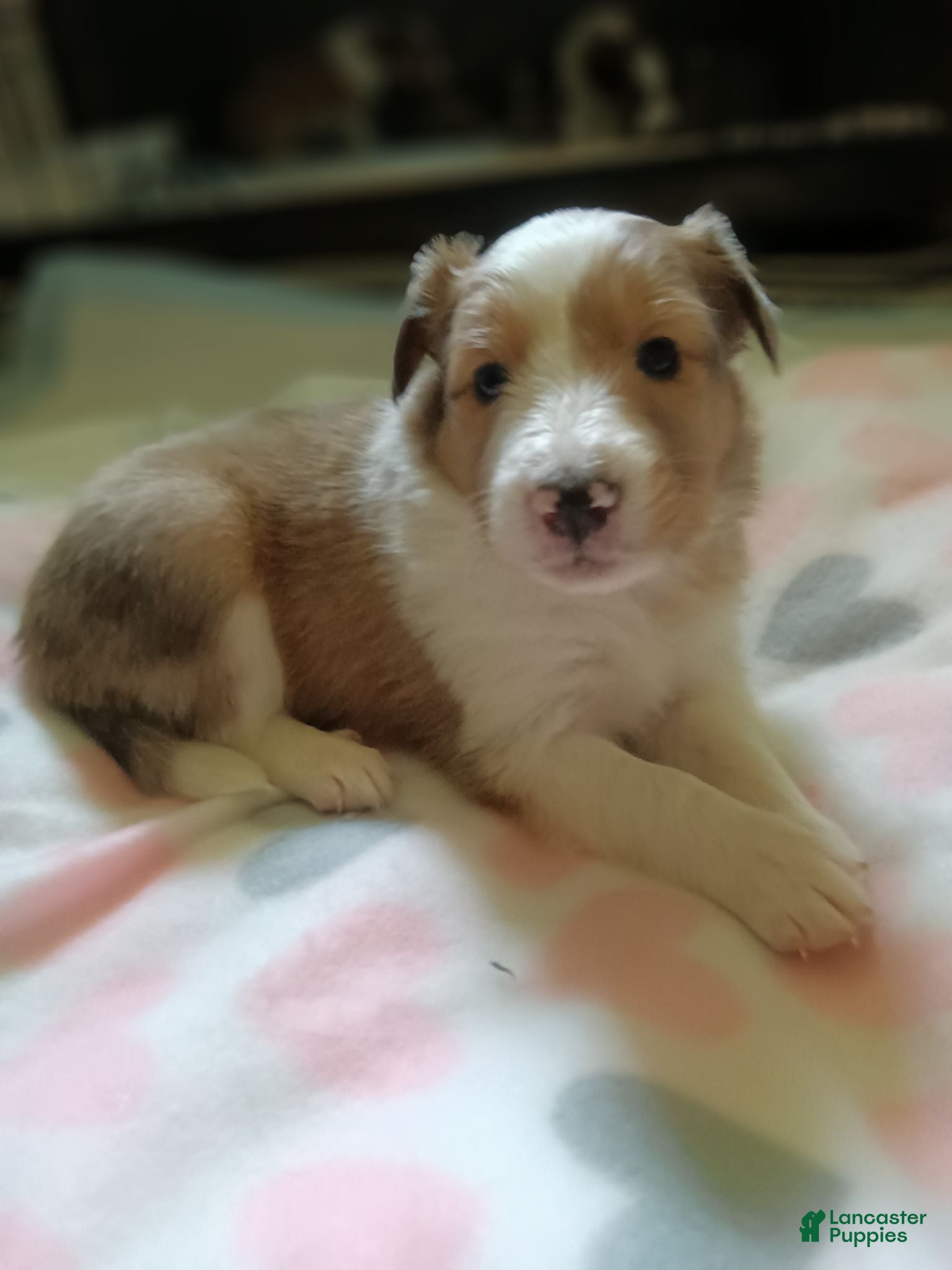 Shetland Sheepdog dogs Shetland Sheepdog 3 - Ad 1