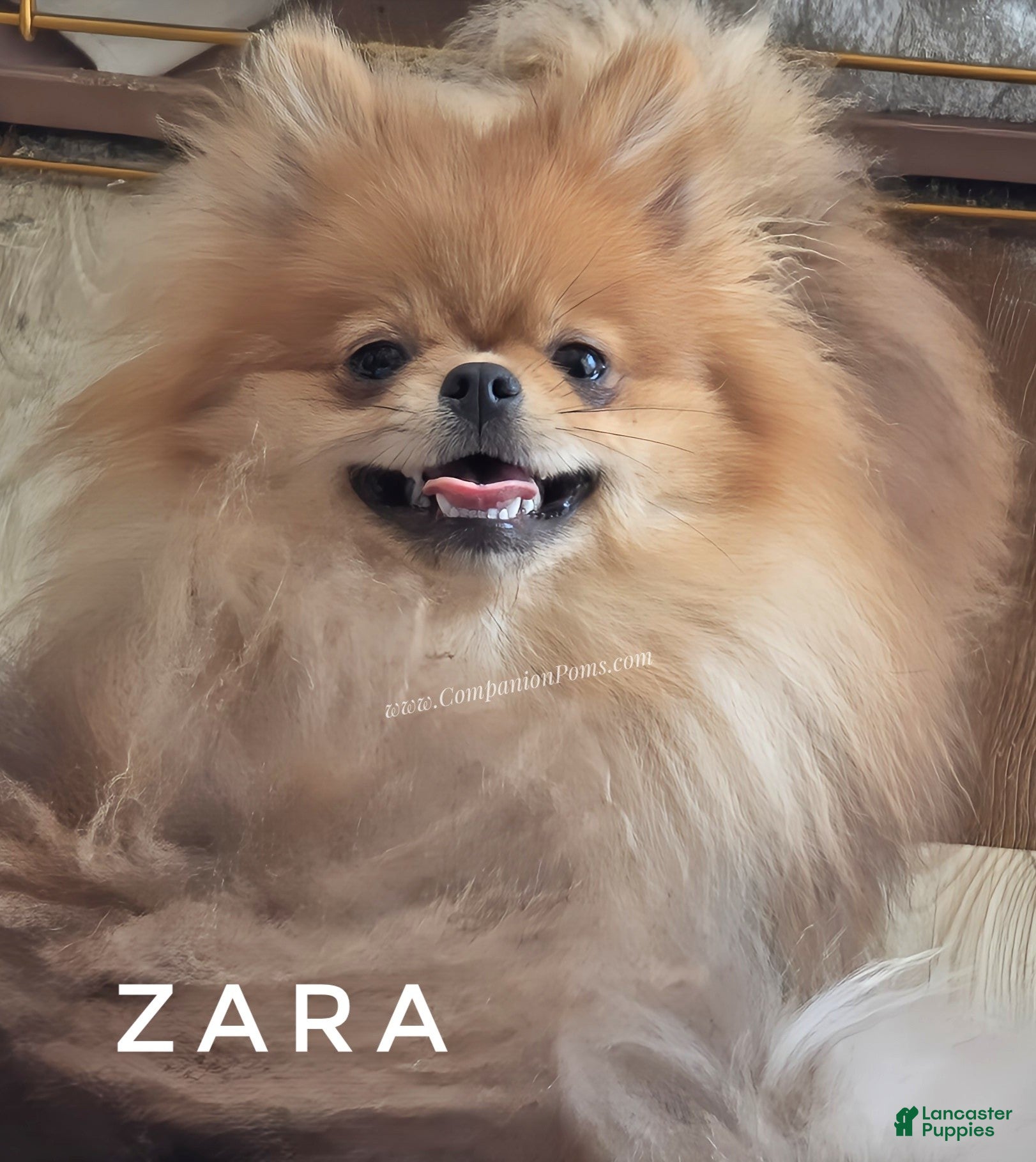 Pomeranian dogs Orange Sable Merle - AKC Full (Can breed) - Ad 1