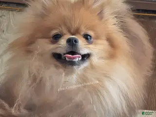 Pomeranian dogs for sale: Orange Sable Merle - AKC Full (Can breed) - Ad 1