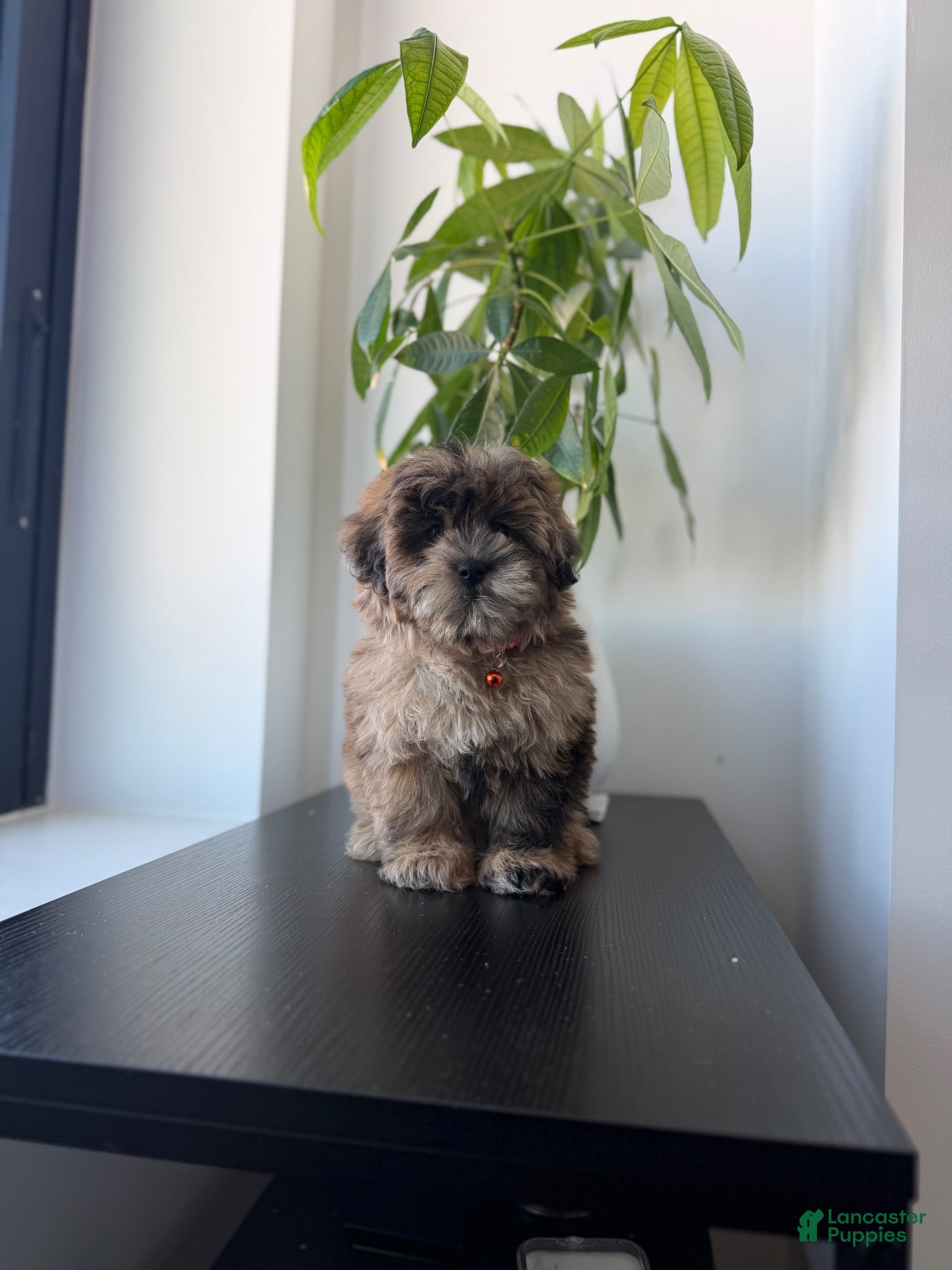 Shihpoo dogs Dexter  - Ad 1