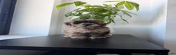 Shihpoo dogs for sale: Dexter  - Ad 1
