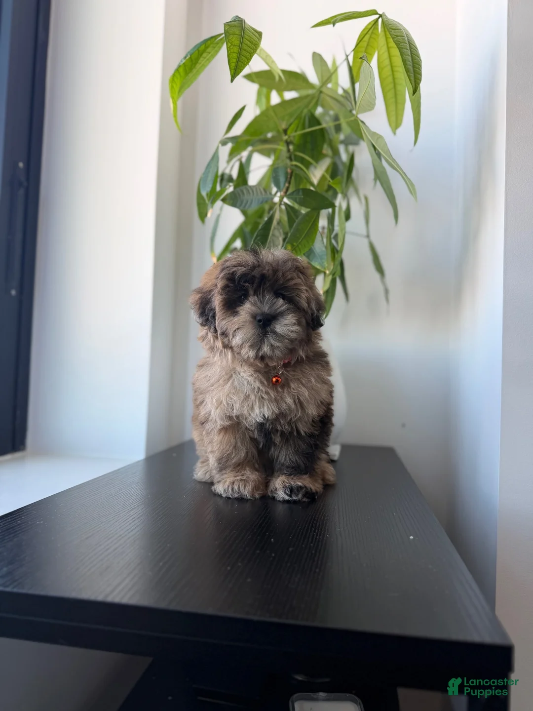 Shihpoo dogs for sale: Dexter  - Ad 1