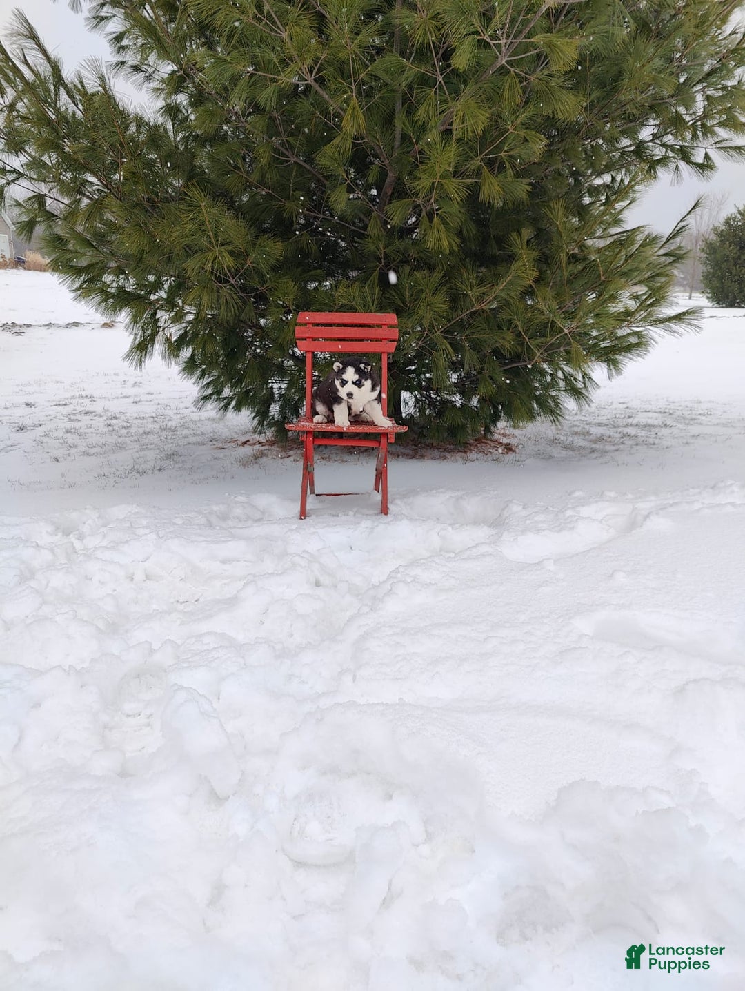 Siberian Husky dogs for sale: Lucy - Ad 7