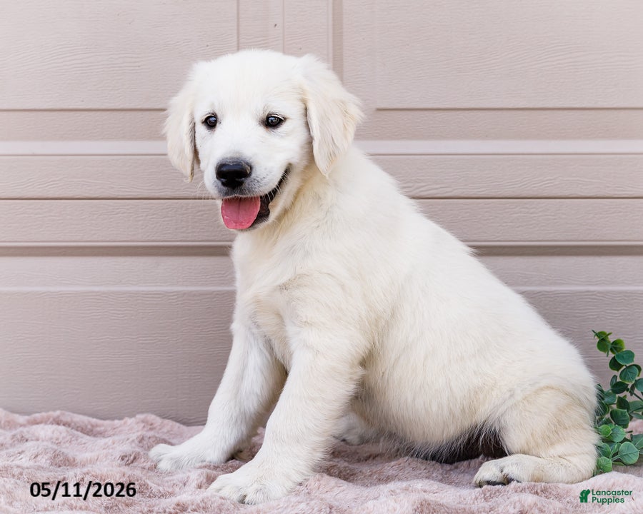 Golden Retriever dogs Miles - Ad 1