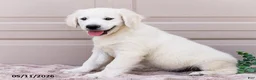 Golden Retriever dogs for sale: Miles - Ad 1
