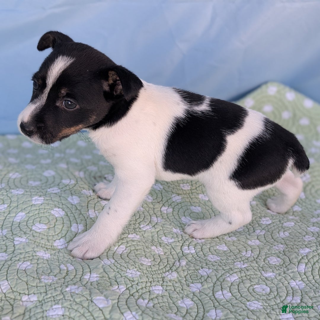 Rat Terrier dogs for sale: Poppy - Ad 4