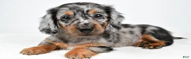 Lola