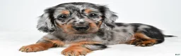 Miniature Dachshund dogs for sale: Lola - Ad 1