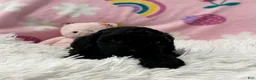 Cavapoo dogs for sale: Stella - Ad 9