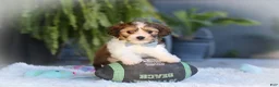 Cavachon dogs for sale: Hayes - Ad 1