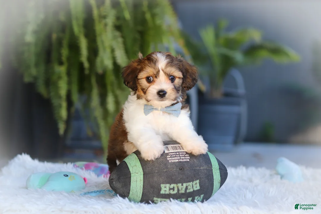 Cavachon dogs for sale: Hayes - Ad 1