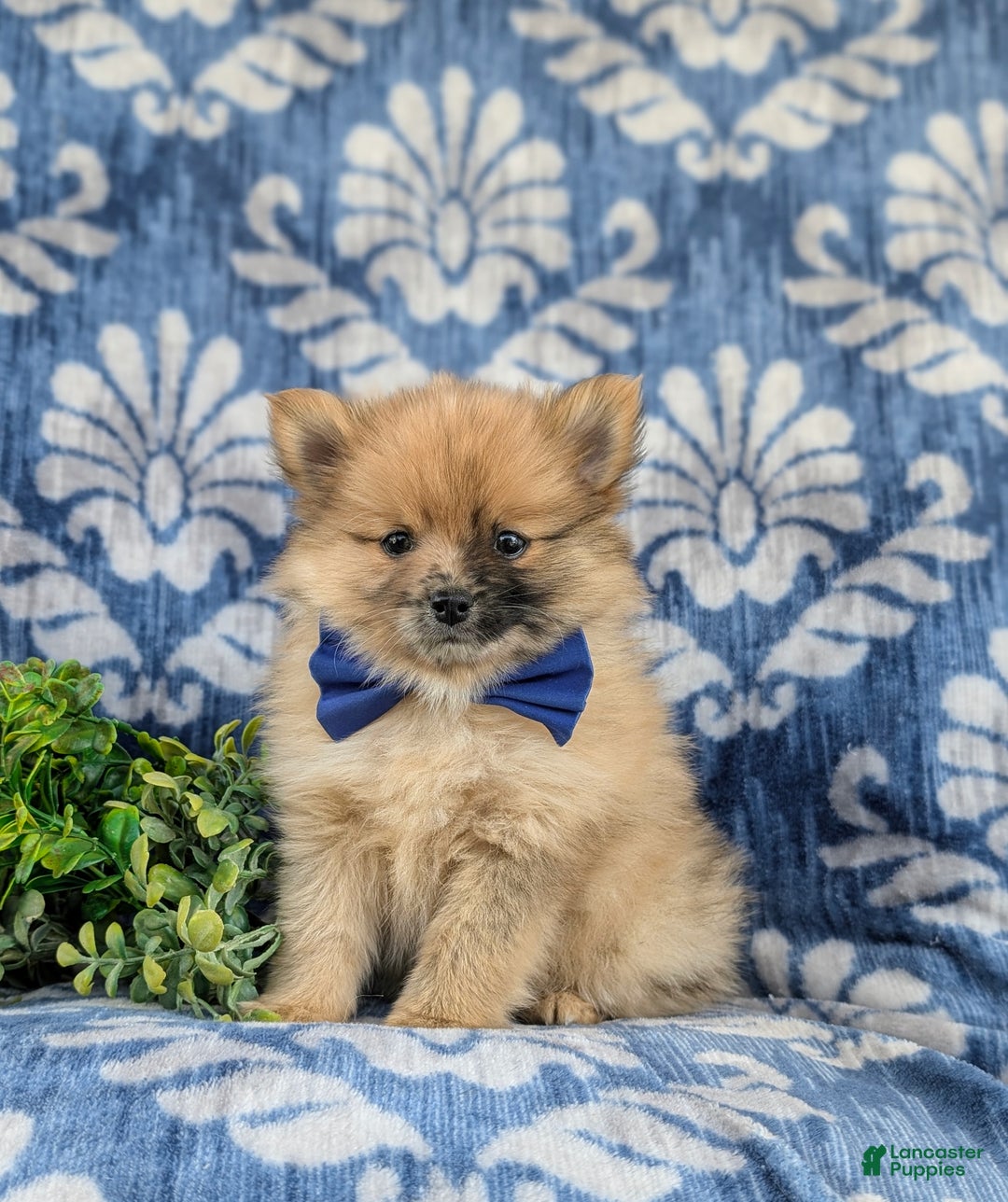 Pomeranian dogs for sale: Rafe - Ad 1
