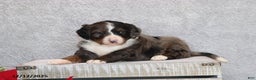 Mini Bernedoodle dogs for sale: Brady - Ad 4