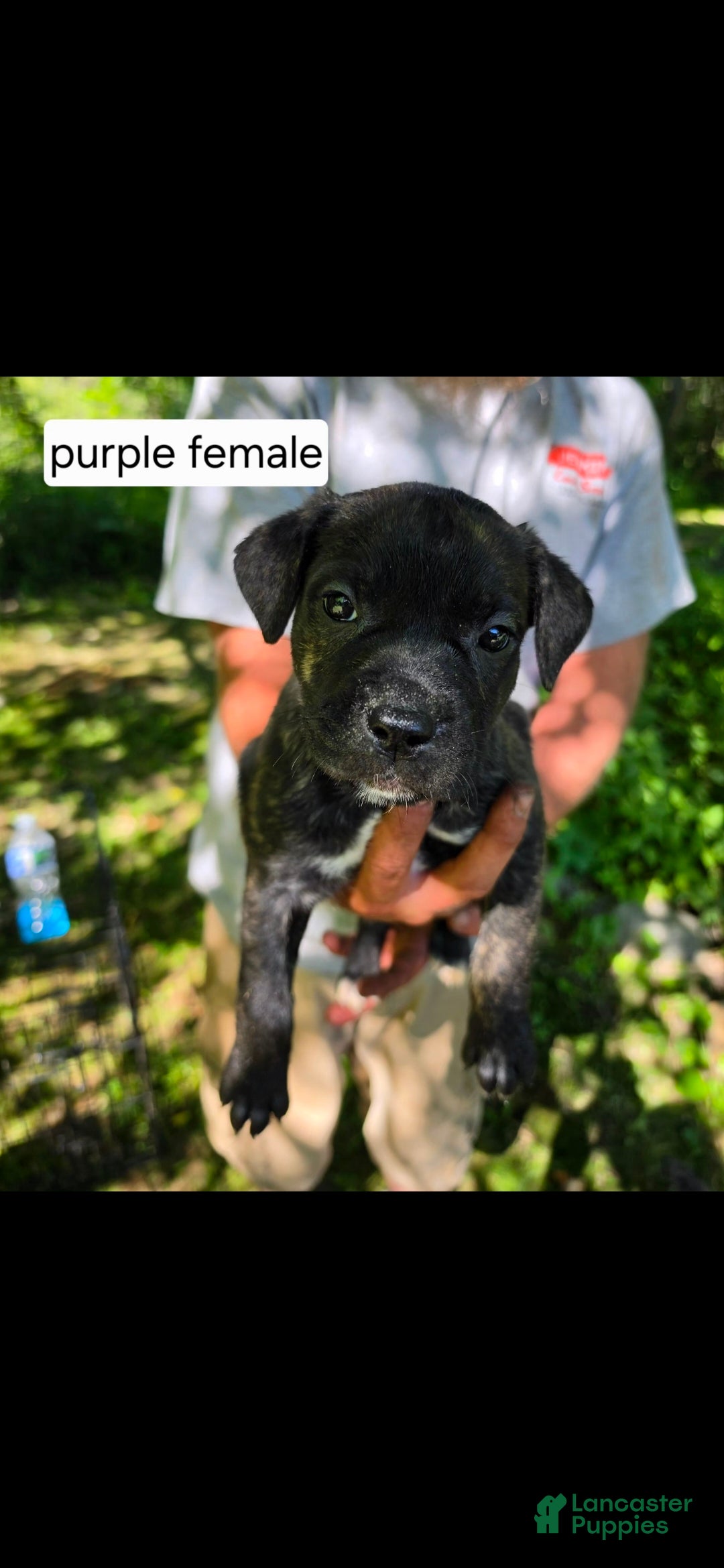 Mixed Breed dogs Purple female - Ad 19