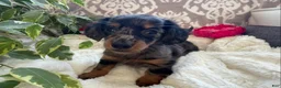 Miniature Dachshund dogs for sale: Crystal - Ad 9