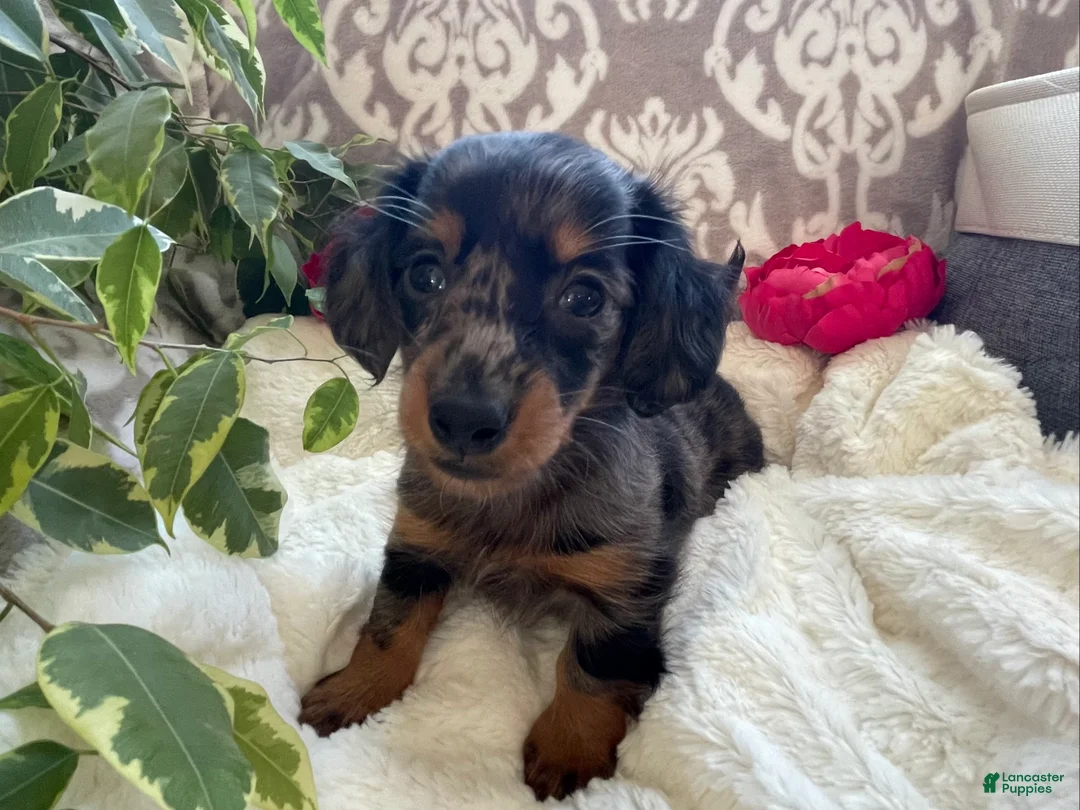 Miniature Dachshund dogs for sale: Crystal - Ad 9