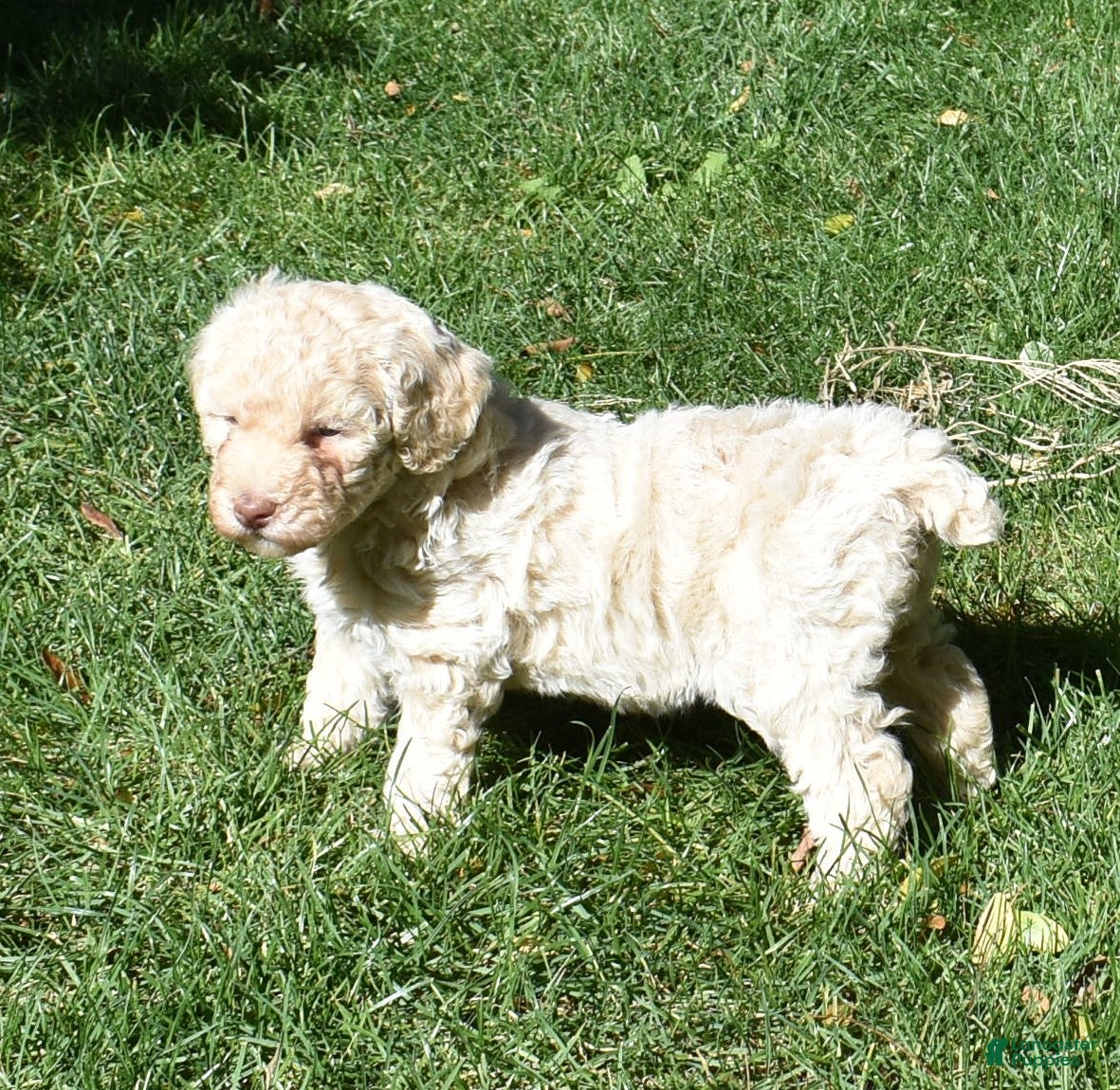 Standard Poodle dogs Standard Poodle 13 Cream - Ad 2