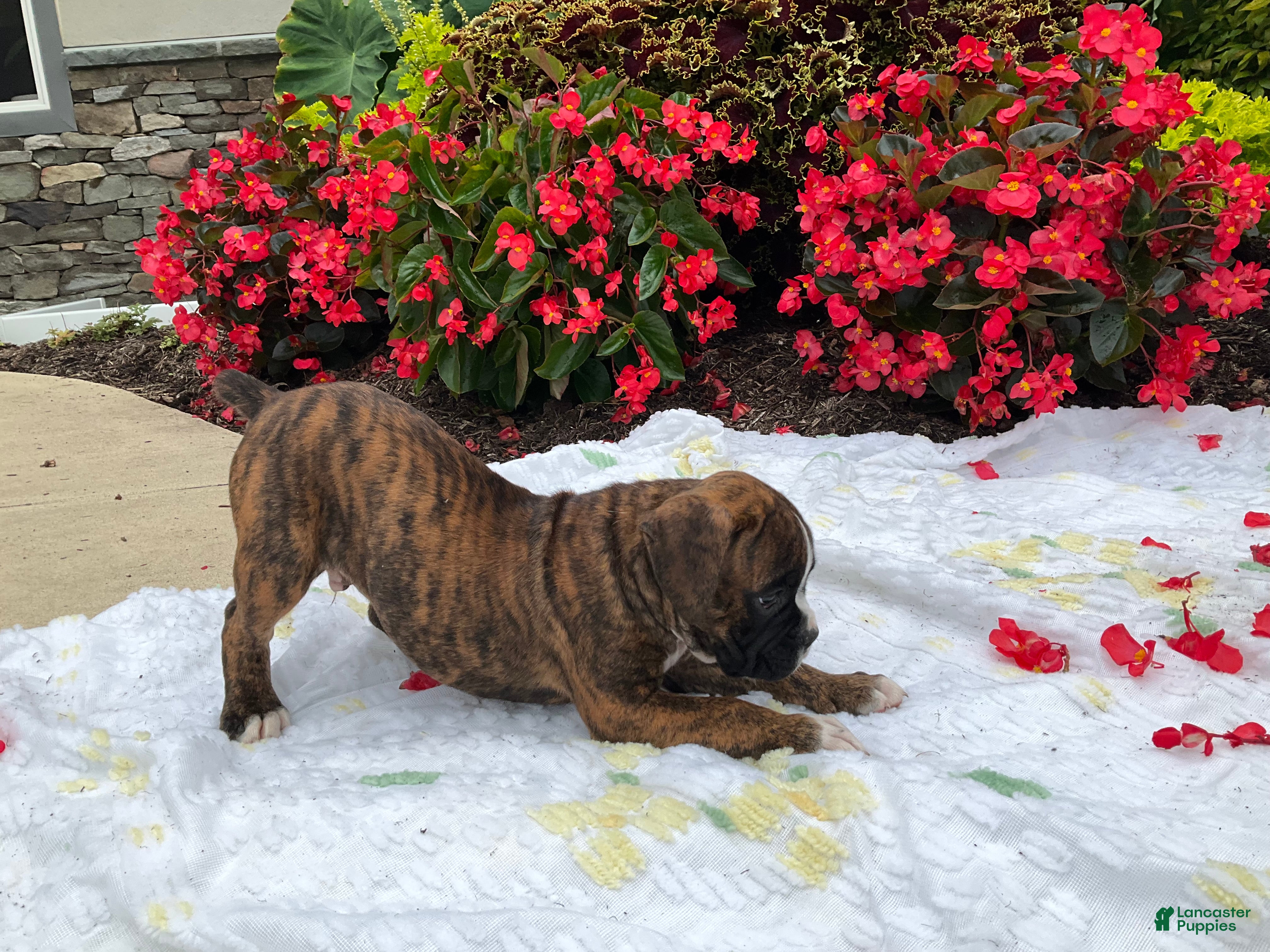 Boxer dogs Dallas - Ad 2