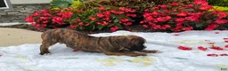 Boxer dogs for sale: Dallas - Ad 2