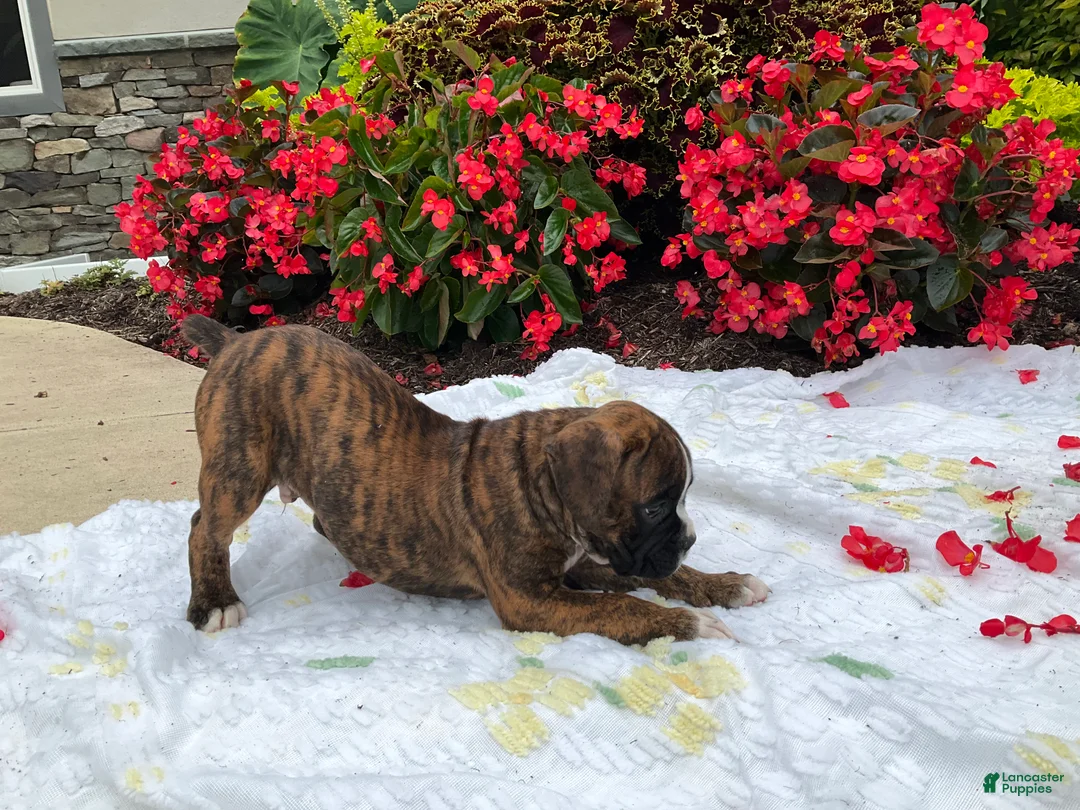 Boxer dogs for sale: Dallas - Ad 2