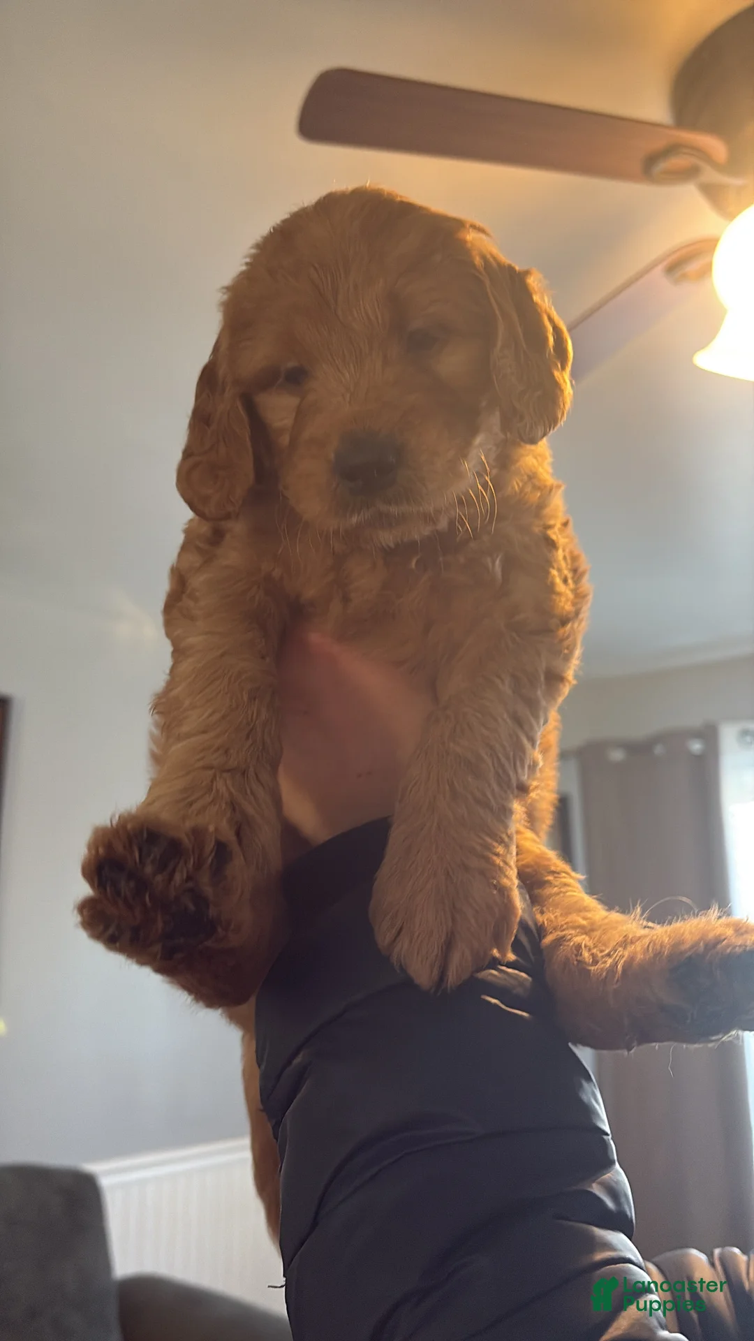 Mini Goldendoodle dogs for sale: Mini Goldendoodle Puppy 8 - Ad 1