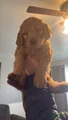 Mini Goldendoodle Puppy 8
