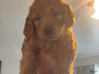 Mini Goldendoodle dogs Mini Goldendoodle Puppy 8 - Ad 40