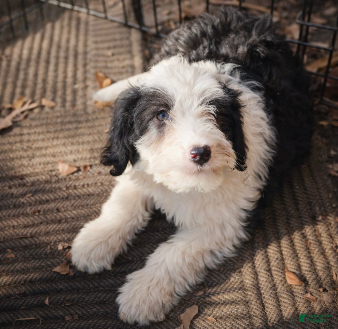 Mini Bernedoodle dogs Mini Bernedoodle Puppy 1 - Ad 35