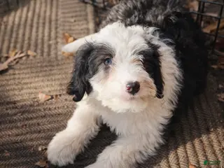 Mini Bernedoodle dogs Mini Bernedoodle Puppy 1 - Ad 35