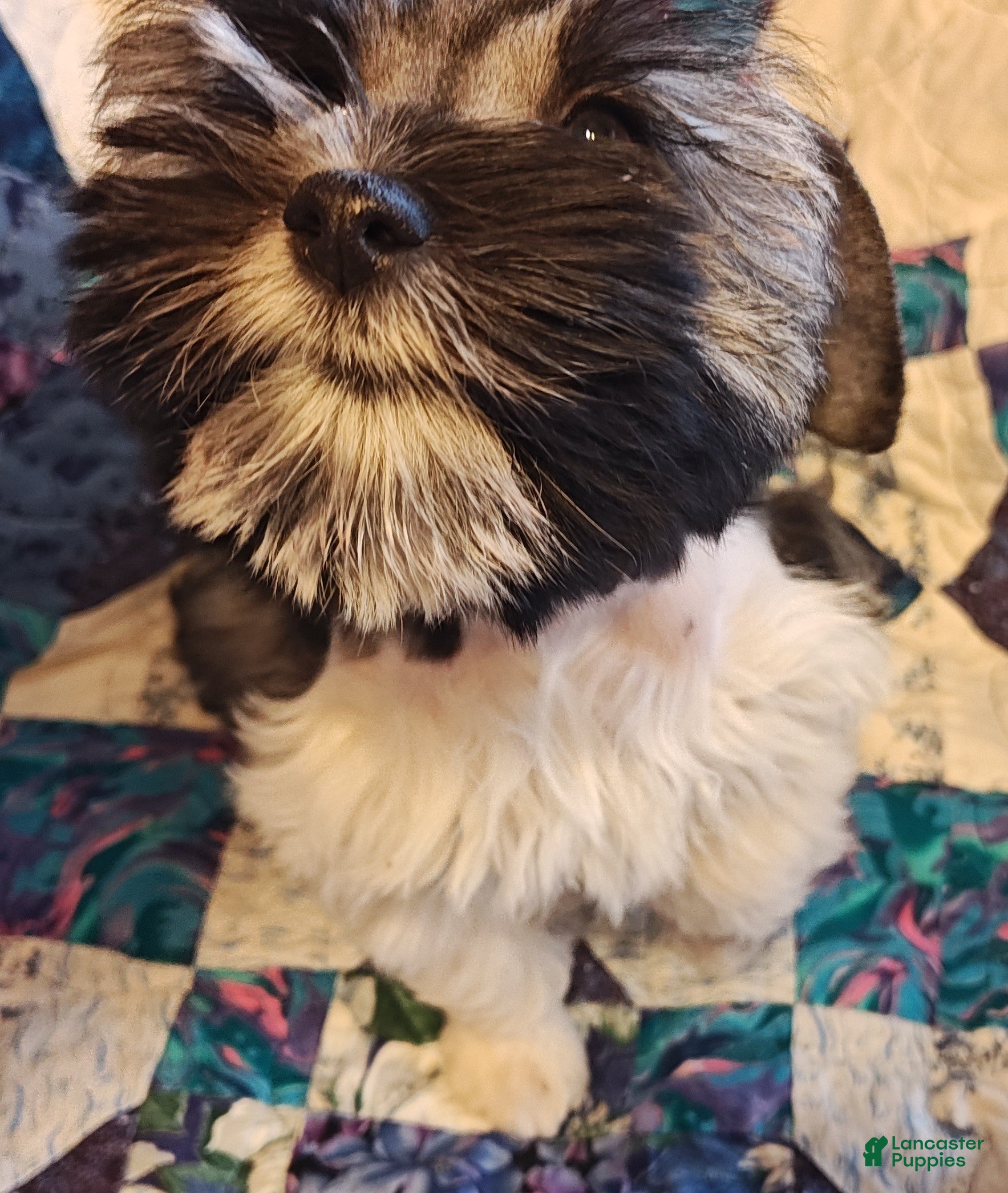 Miniature Schnauzer dogs Miniature Schnauzer Girl 1 - Ad 2