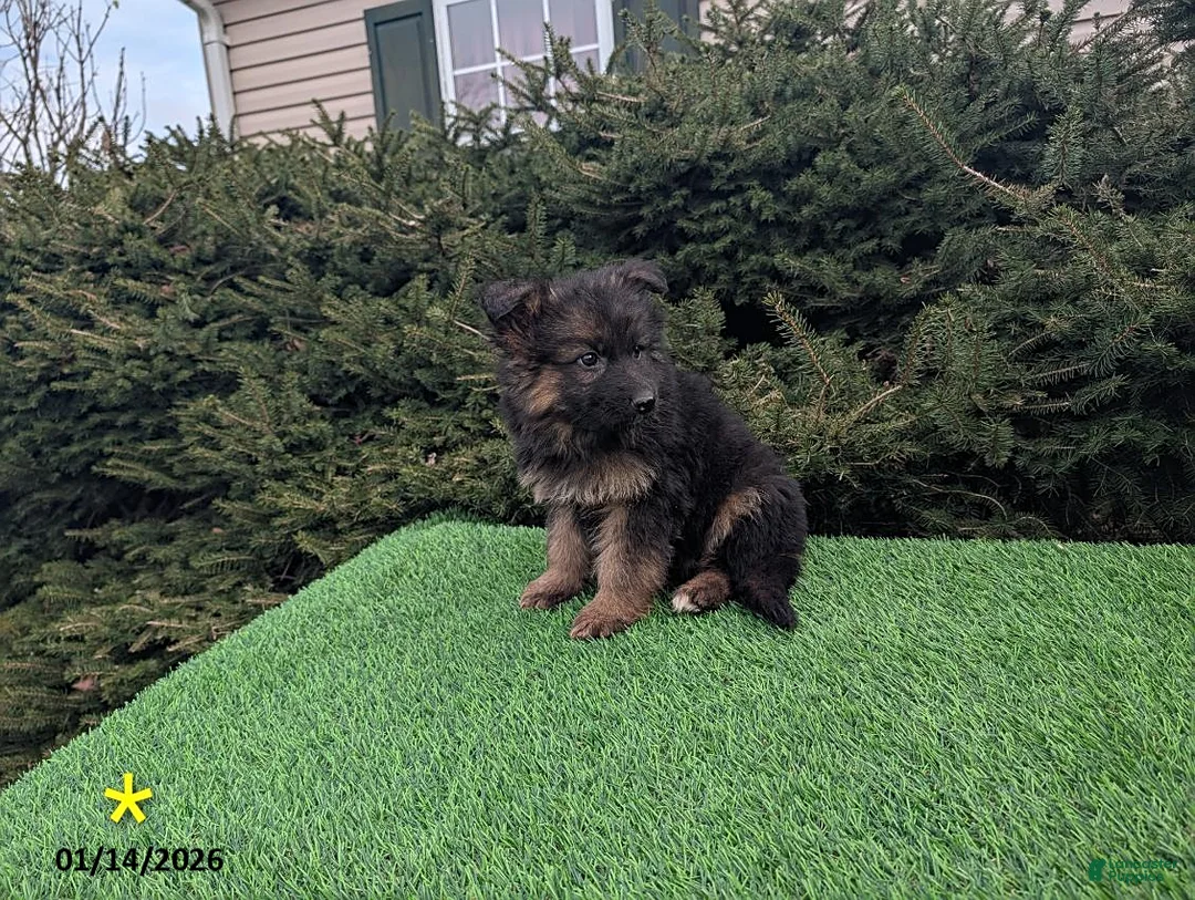 German Shepherd dogs for sale: Micah - Ad 2