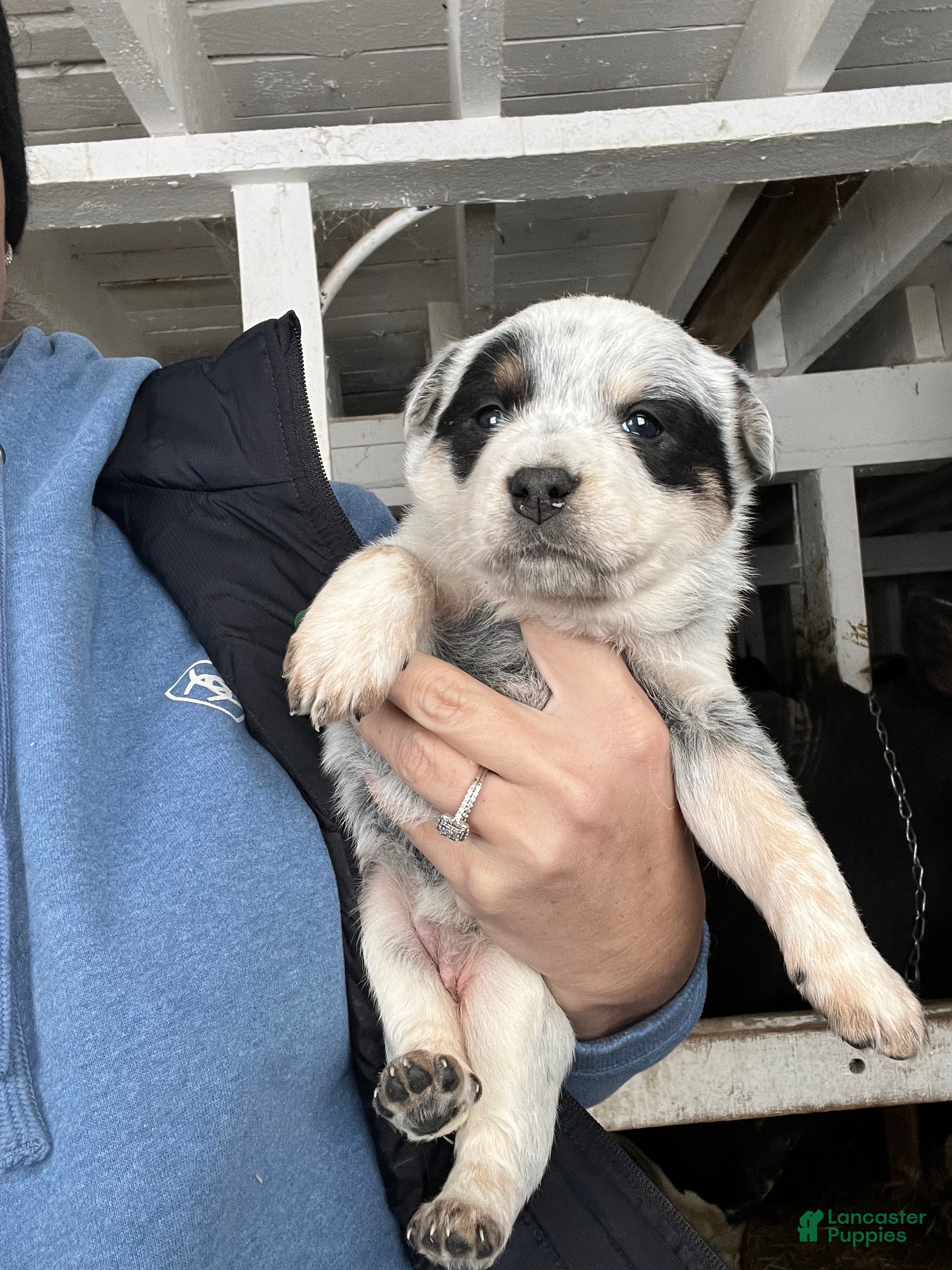 Australian Cattle Dog dogs Georgie - Ad 30