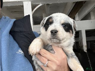 Australian Cattle Dog dogs Georgie - Ad 10