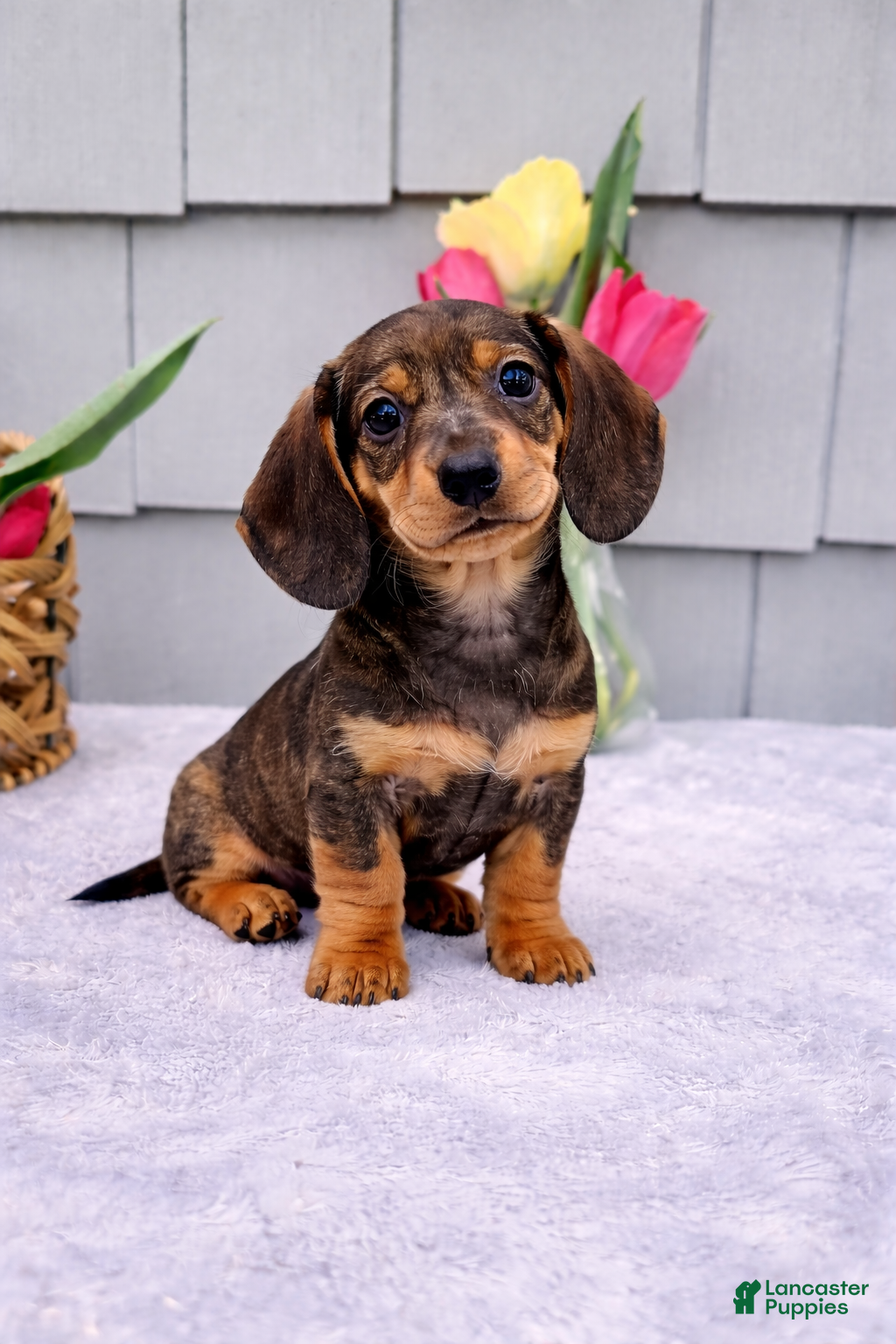 Dachshund dogs Maggie - Ad 2