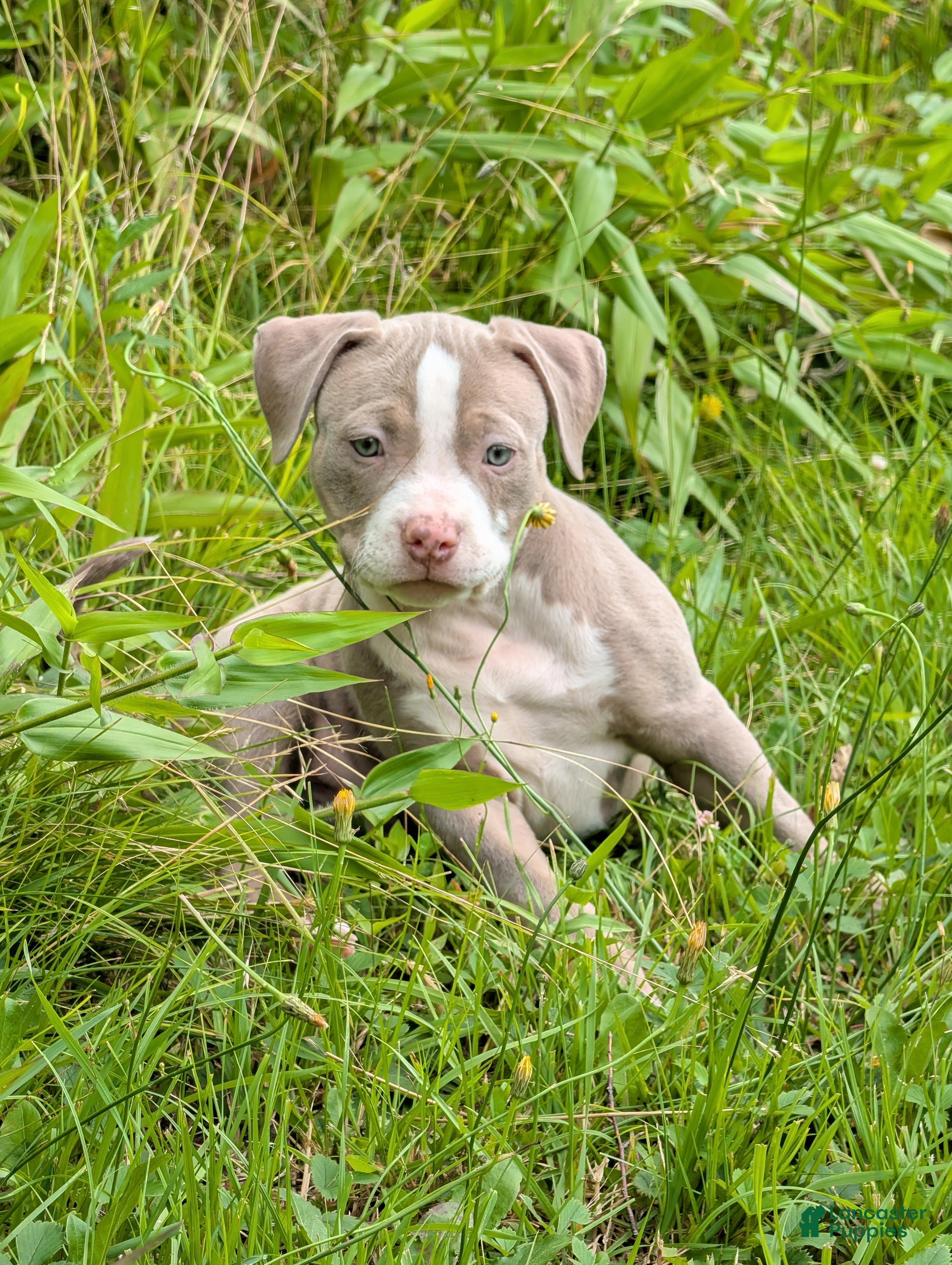 American Bully dogs American Bully 4  -Daisy - Ad 1