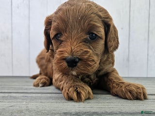 Cavapoo dogs - Ad 22