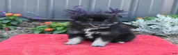Pomeranian dogs for sale: Houdini - Ad 5
