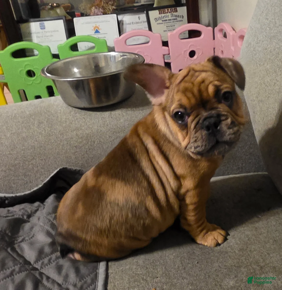 French Bulldog dogs for sale: Rolly - Ad 1