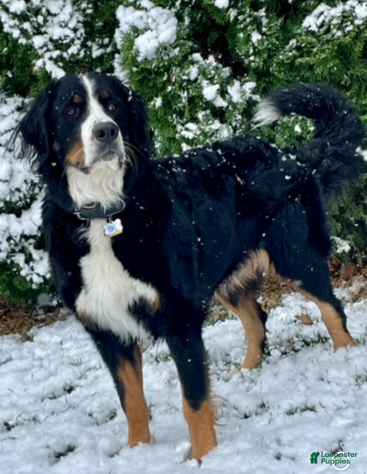 Bernese Mountain Dog dogs Bernese Mountain Dog Puppy 9 - Ad 2